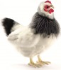 Hansa 5620 Игрушка мягкая Курица французской породы, 30 см